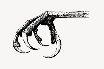 Bird claw drawing, vintage myth | Free Vector Illustration - rawpixel