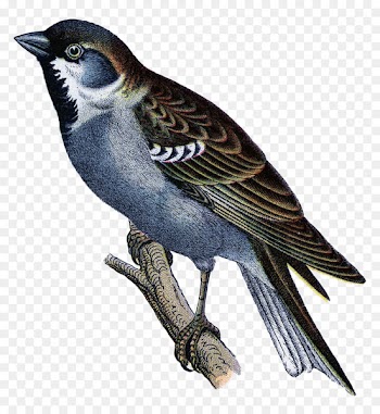Bird Clip art - Bird 