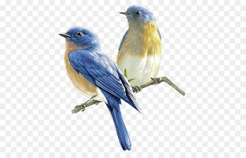 Bird Clip art - birds 