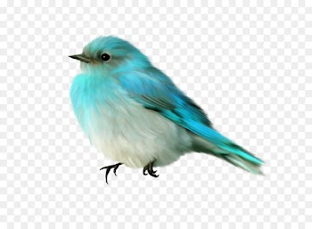 Bird Clip art - Blue Birds 