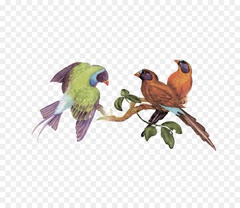 Bird Clip art Parrot Macaw Vector graphics - bird cartoon 