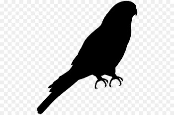 Bird Clip art Portable Network Graphics European robin Image -  