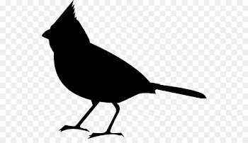Bird Clip art Vector graphics Northern cardinal European robin -  