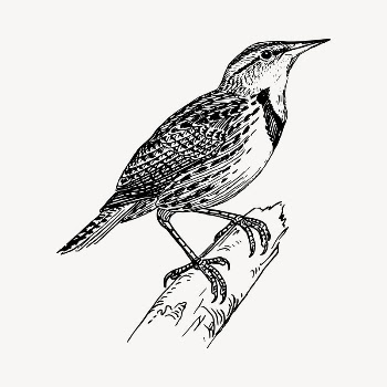 Bird clipart, vintage hand drawn | Free Vector - rawpixel