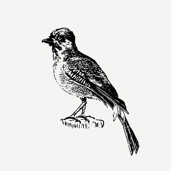 Bird collage element/drawing/clipart, xx illustration | Free PSD Illustration - rawpixel