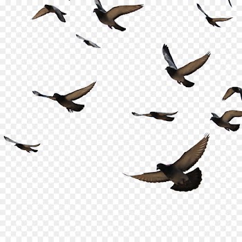 Bird Columbidae Columba Clip art - Feather Peace,bird,pigeon 