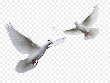 Bird Columbidae Domestic pigeon - Doves Wedding Doves Png 
