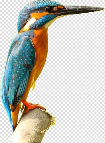 Bird Common Kingfisher Desktop , watercolor bird transparent background PNG clipart