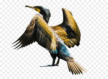 Bird Cormorant Image Animal stock.xchng - bird 