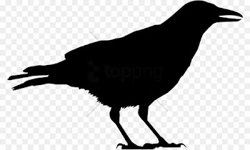 Bird, Crow, American Crow, Vertebrate PNG