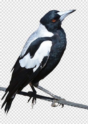 Bird Crows Eurasian magpie, Bird transparent background PNG clipart