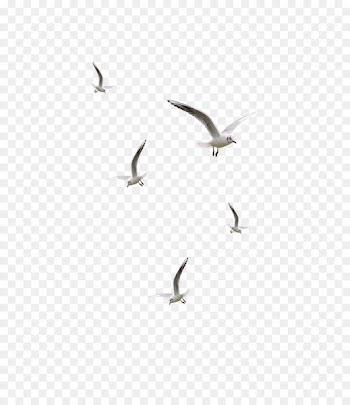 Bird Desktop Wallpaper Clip art - seagulls flying 