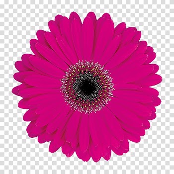 Bird Disguise Transvaal daisy Child True parrot, Bird transparent background PNG clipart
