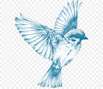 Bird Drawing for Girls Sketch - blue bird 