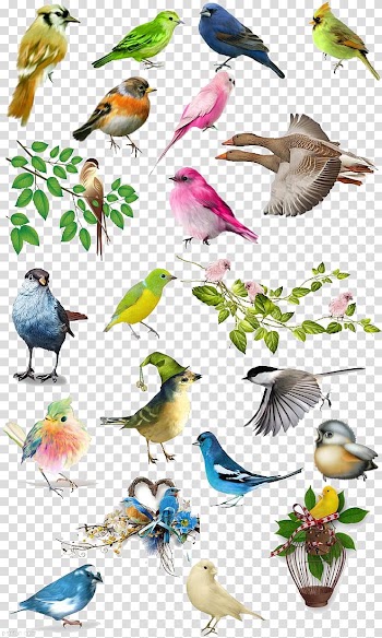 Bird Drawing Illustration, Bird Atlas transparent background PNG clipart