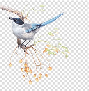 Bird Drawing Illustration, bird transparent background PNG clipart