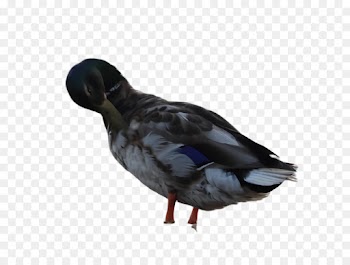 bird duck beak water bird mallard