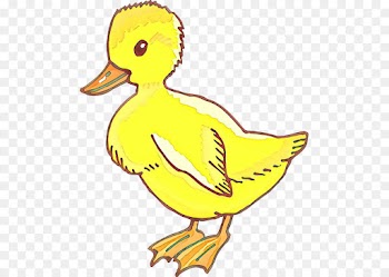 bird duck ducks, geese and swans water bird beak