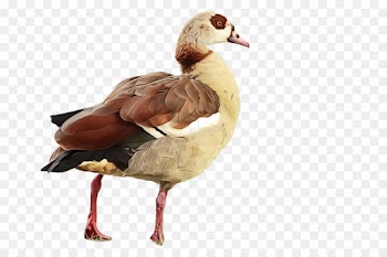 bird duck water bird ducks, geese and swans beak
