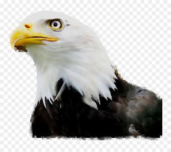 Bird, Eagle, Bird Of Prey, Bald Eagle PNG