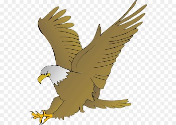 bird eagle bird of prey golden eagle accipitridae