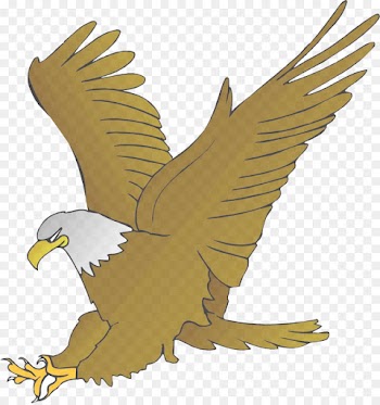 bird eagle bird of prey golden eagle accipitridae