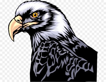 bird eagle bird of prey hawk accipitridae