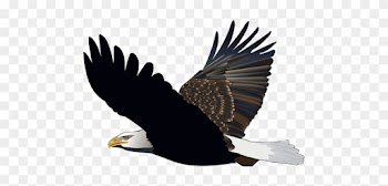 Bird, Eagle, Flying, Feather, Nature - Bonnet