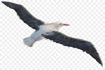 Bird, Eagle, Potton Burton, Beak PNG
