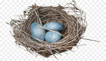 Bird Eggs Bird nest Clip art - Lane nest egg 