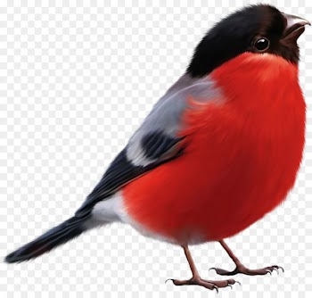 Bird Eurasian bullfinch Drawing Clip art - sparrow 