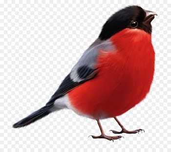 Bird Eurasian bullfinch Owl Clip art - Black and red feather bird cartoon 