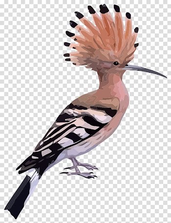 Bird Eurasian hoopoe Pelican , Animated Zebra transparent background PNG clipart