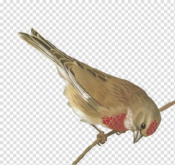 Bird European greenfinch , bird watercolor transparent background PNG clipart