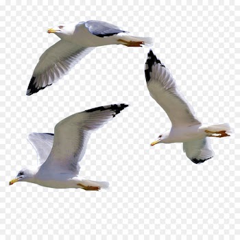 Bird European Herring Gull Gulls - Seagull 