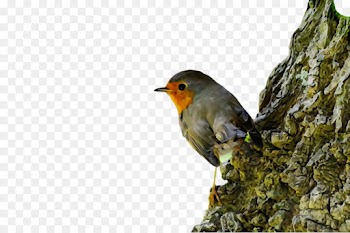 bird european robin beak old world flycatcher songbird