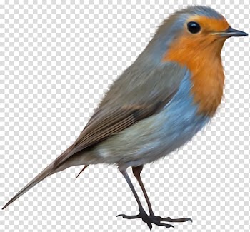 Bird European robin , Birds transparent background PNG clipart