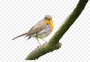Bird, European Robin, Flowerpecker, Beak PNG