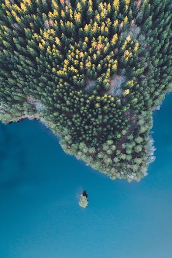 bird eye view photography of green trees beside body of water