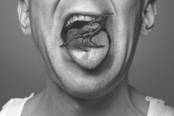 Bird Face Free Photo 