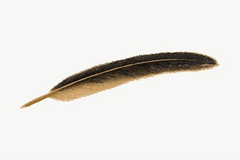 Bird feather clipart, illustration vector. | Free Vector - rawpixel
