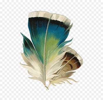 Bird Feather Color - Simple and elegant bubbles floating petals 