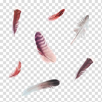 Bird Feather , feather transparent background PNG clipart