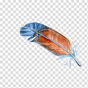 Bird Feather Illustration, Hand-painted feather color transparent background PNG clipart