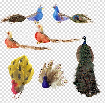 Bird Feather Peafowl, Various peacock transparent background PNG clipart