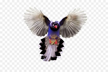Bird Feather Purple Color Portable Network Graphics -  