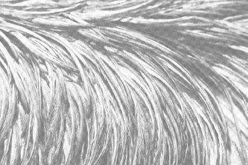Bird feathers png overlay texture, | Free PNG - rawpixel