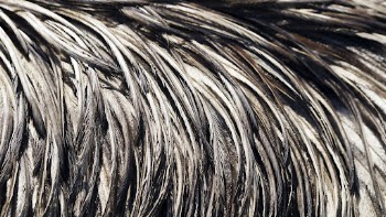 Bird feathers texture desktop wallpaper, | Free Photo - rawpixel