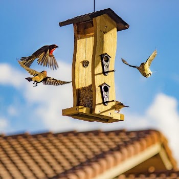 Bird feeder | Free Photo - rawpixel
