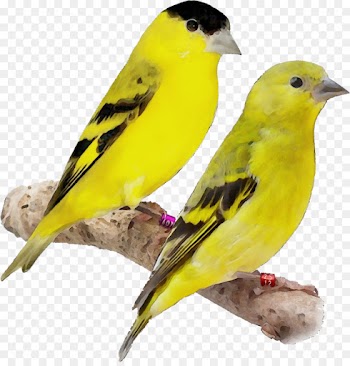 bird finch atlantic canary beak songbird